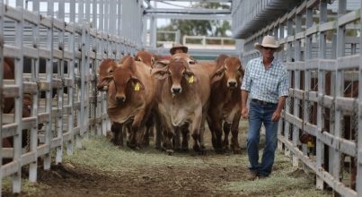 2021澳大利亞牛肉產(chǎn)業(yè)及肉類加工展覽會舉辦時間Beef Australia(www.kllife.com.cn)